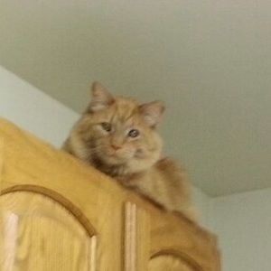 Meet your Posher, Elisa